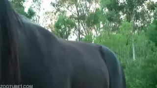 نيك حصان ذخم